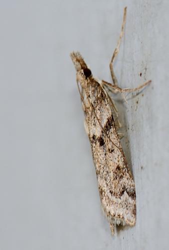 Réf. 271 266 : Eudonia angustea